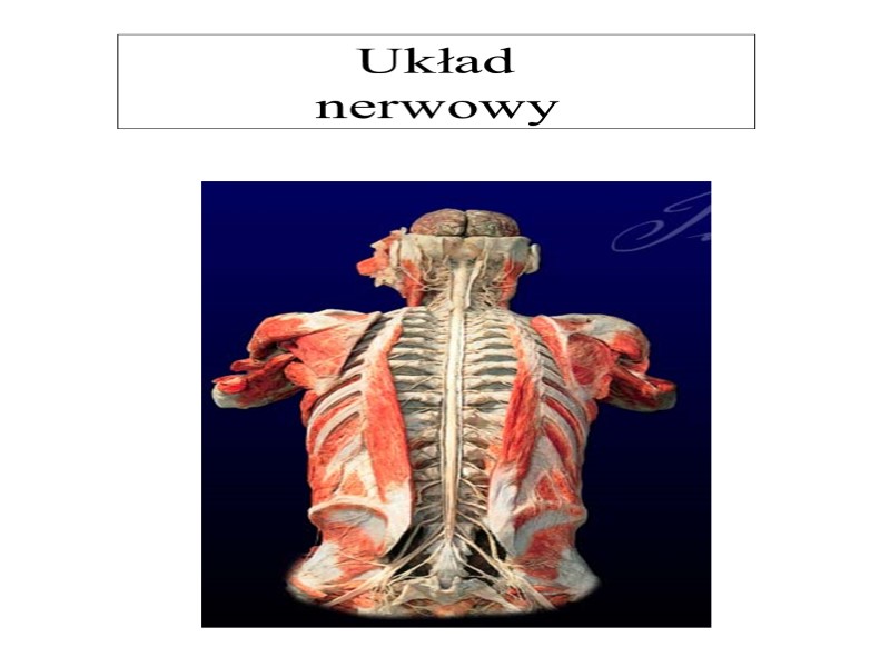 Układ  nerwowy